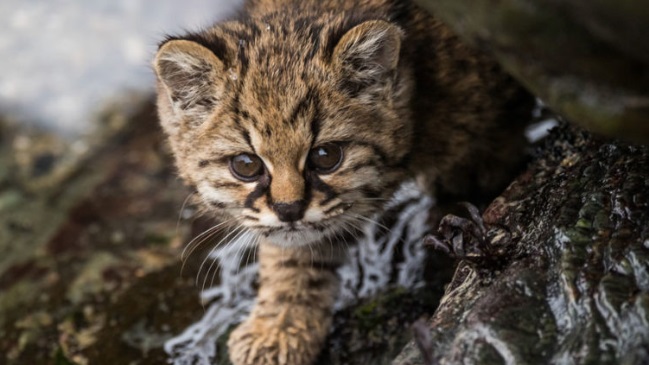 Ministerio de Medioambiente defendió al güiña de los ataques en redes