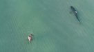Peligroso tiburón tigre se paseó entre bañistas en Miami