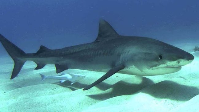 Alta ejecutiva de Wall Street murió atacada por un tiburón en Costa Rica