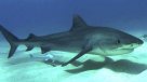 Alta ejecutiva de Wall Street murió atacada por un tiburón en Costa Rica