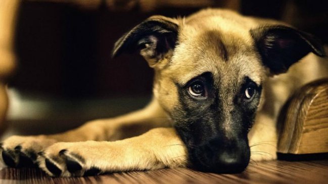 ¿Una mascota por cada 100 m2?: Minsal realiza consulta para reglamento de tenencia responsable