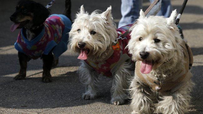 Feria de Mascotas tendrá jornadas de adopción, terapia y adiestramiento