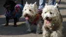 Feria de Mascotas tendrá jornadas de adopción, terapia y adiestramiento