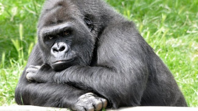 Gorilas pueden aprender por su cuenta a limpiar la comida antes de ingerirla