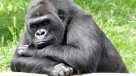 Gorilas pueden aprender por su cuenta a limpiar la comida antes de ingerirla