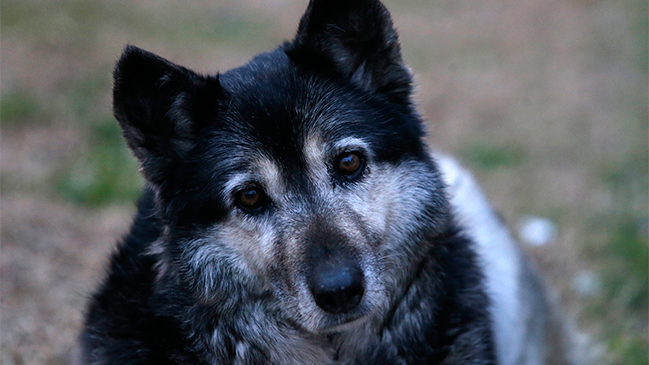 Minsal descartó multas para quienes alimenten a los animales abandonados