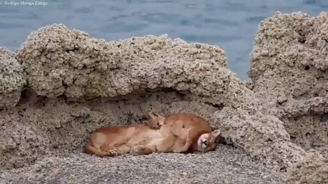 El tierno gesto de una mamá puma con su cría en Torres del Paine