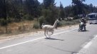 Intrépida llama interrumpió tránsito en la ruta 68
