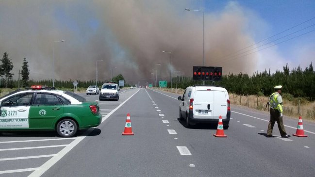 Incendio forestal afecta fundo de pinos en Cabrero y amenaza viviendas