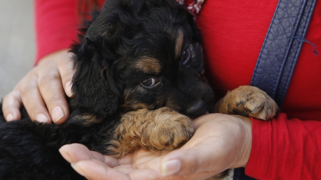 Municipalidad de La Serena realizará 7 mil nuevas esterilizaciones gratuitas de mascotas