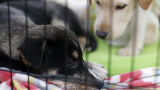 Arrestan a banda que vendía dardos venenosos para matar a perros en China