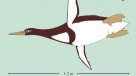 Científicos descubrieron pingüino prehistórico del porte de un humano