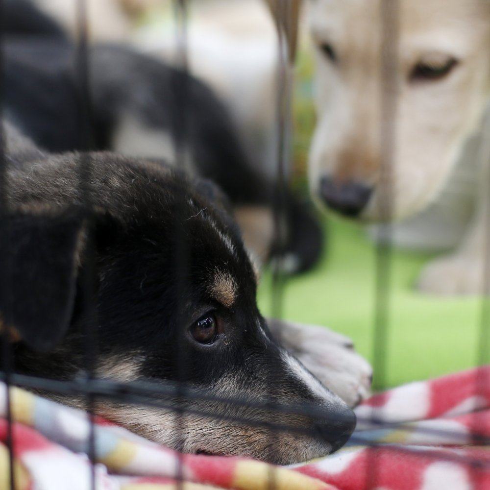 Arrestan a banda que vendía dardos venenosos para matar a perros en China