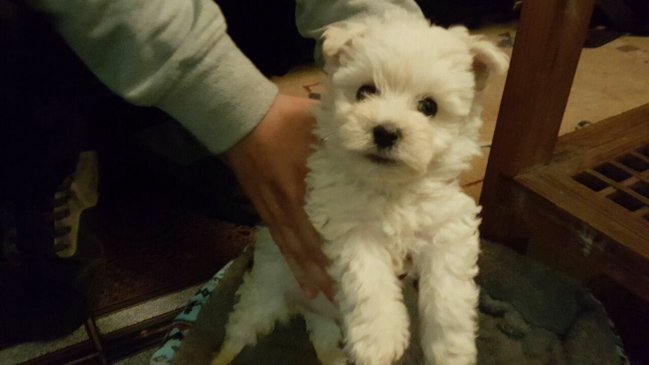 Cantante de Algarrobo fue a evento en beneficio para perros y le robaron la mascota