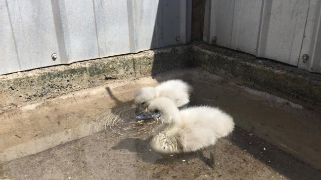 Rescatan a polluelos de cisne de cuello negro a punto de morir en Lago Peñuelas