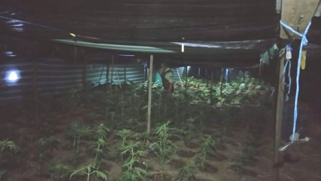 Detienen a dos hombres que custodiaban plantación de marihuana en Colina