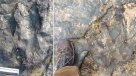 Destruyen con un martillo una huella de dinosaurio de 115 millones de años