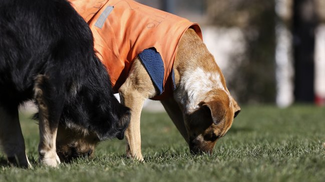 Hotel canino se mudó sin avisar a los dueños: El lugar no era apto y cuatro perros murieron de calor
