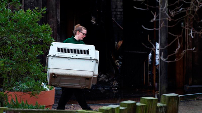 Incendio en zoológico de Londres: Ocho trabajadores afectados y un animal fallecido