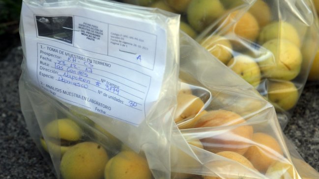 Activan plan de acción tras detectar mosca de la fruta en Las Condes