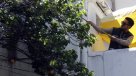 El plan en Las Condes para controlar presencia de la mosca de la fruta