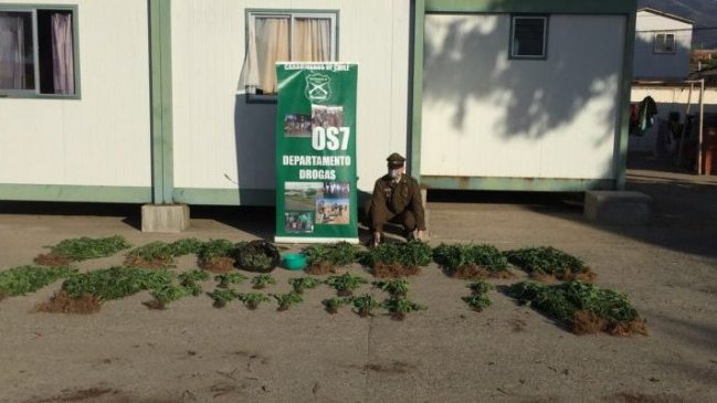Carabineros realizó millonaria incautación de marihuana en Los Vilos