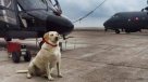 Estaba condenada a morir y hoy recibe honores: Increíble historia de superación canina