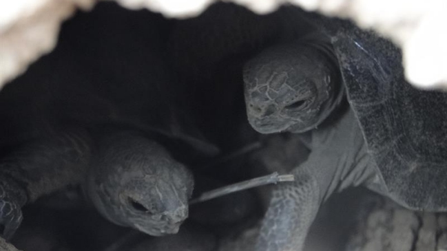 Nacen, luego de un siglo, tortugas en isla de Galápagos tras eliminar plaga de ratas