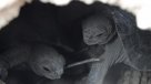 Nacen, luego de un siglo, tortugas en isla de Galápagos tras eliminar plaga de ratas