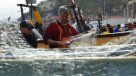 Sernapesca: El loco está en situación de colapso, sujeto a permanente extracción ilegal