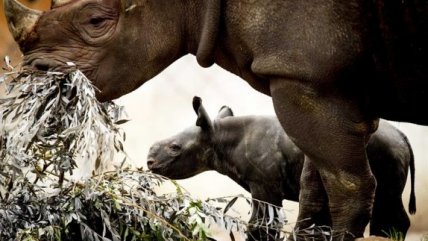   Una cría de rinoceronte salió al exterior por primera vez en compañía de su madre 