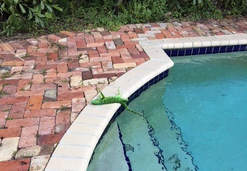 Iguanas congeladas caen de los árboles por la ola de frío en EE.UU.