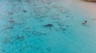 Niño nadaba sin darse cuenta que era acechado por cuatro tiburones