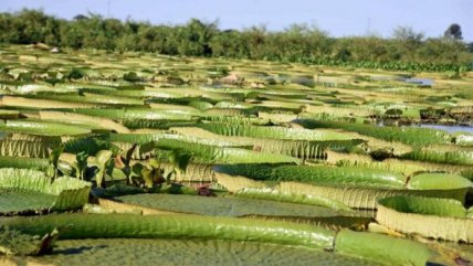   Autoridades paraguayas piden cuidar la planta acuática Yakare Yrupe 