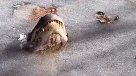 Bajas temperaturas dejan a caimanes \