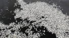 Investigan masiva varazón de sardinas en río Maule