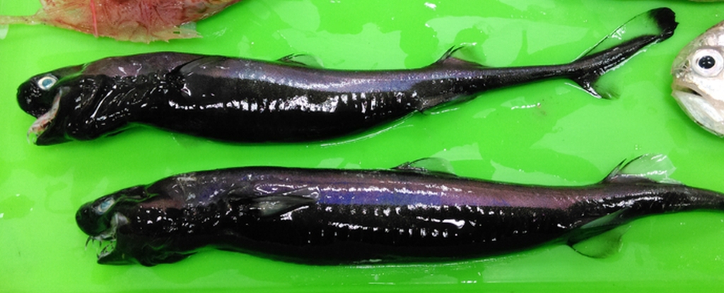 Imagen foto_00000002