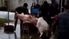 El heroico acto de un cerdo que salvó a un amigo de ser faenado