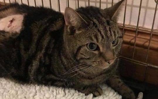 Llevó su gato al veterinario y descubrió que lo intentaban vender por internet