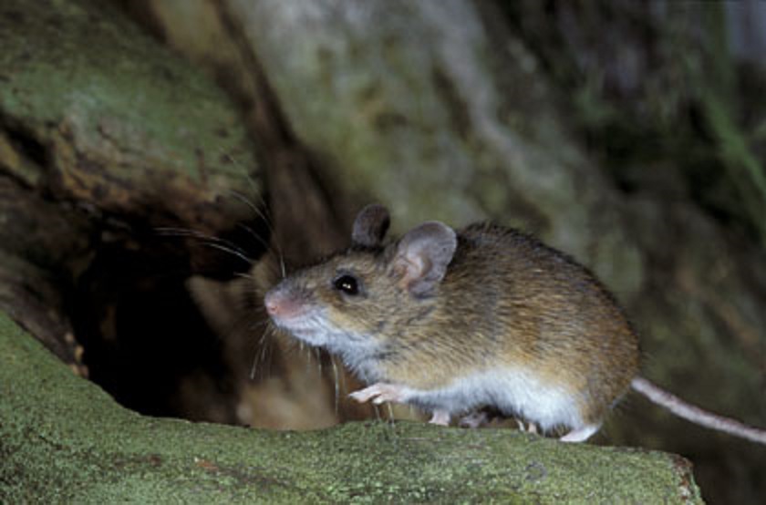 Así es el nuevo roedor autóctono de nuestro país