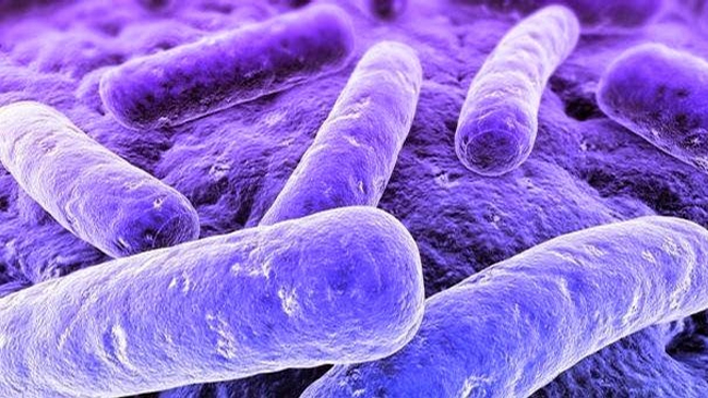 Bacteria de transmisión sexual 