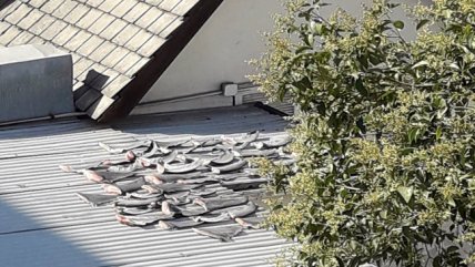 Hallan aletas de tiburón en tejado de la embajada de Vietnam en Providencia