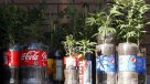 Decomiso de marihuana dejó tres detenidos en Chiguayante