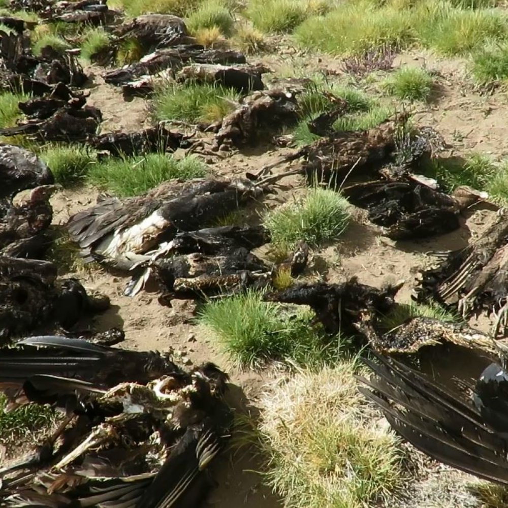 Macabro hallazgo: Encontraron 34 cóndores muertos en Mendoza