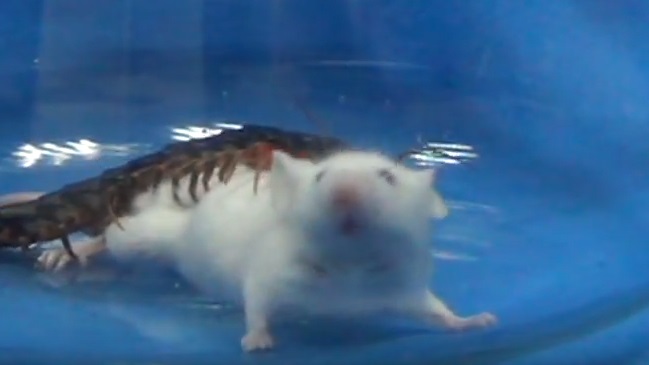 Ciempiés puede matar a animales hasta 15 veces más grande