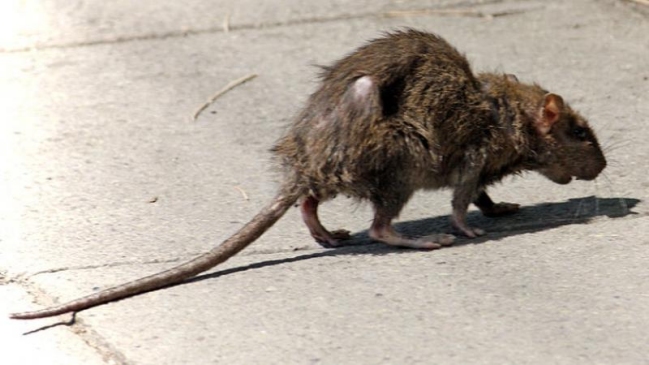 Autoridades investigan posible caso de virus hanta en la Región de Aysén