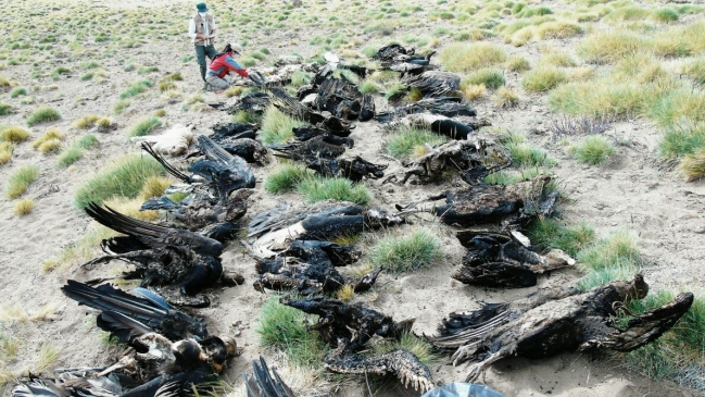Confirman que los 34 cóndores muertos en Argentina fueron envenenados