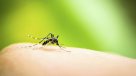 Seremi confirma caso de malaria en la Región del Biobío