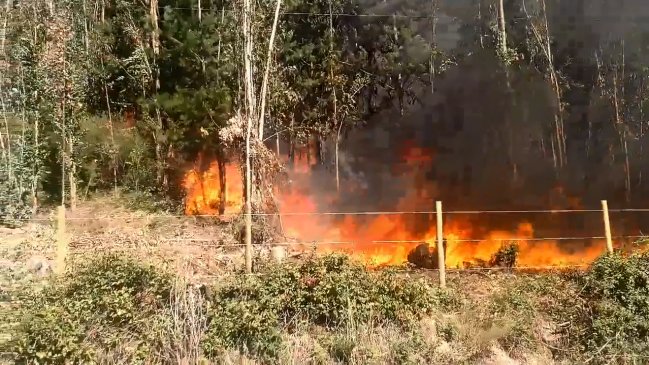 Decretan Alerta Amarilla para la región del Biobío por incendios forestales