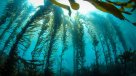 ENAP busca limpiar con algas el fondo marino en Quintero